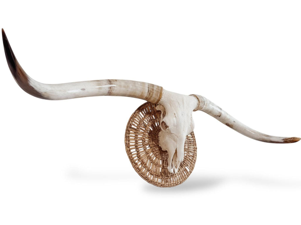 Crânio Real de Touro - Chifre LongHorn